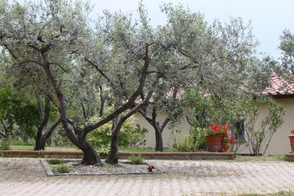 Vigna Lontana Villa Montescudaio Exterior photo